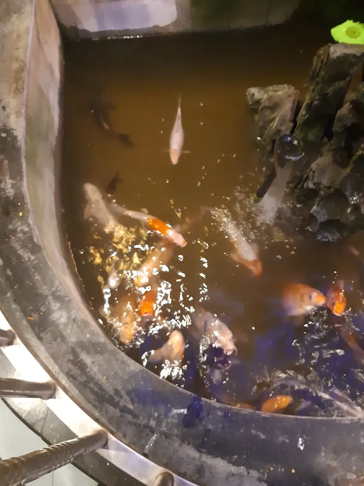 Koi Fish Water Feature